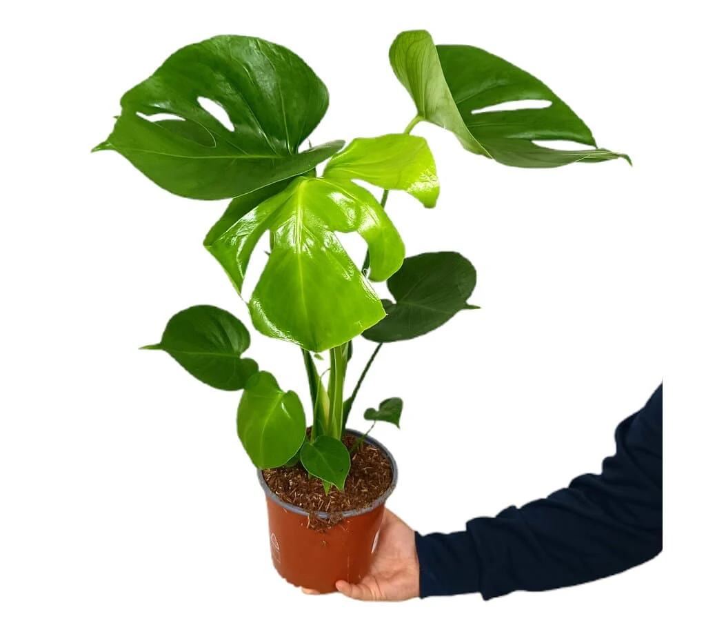 Miniatura 1